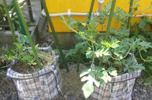プランターで育てる小玉スイカ栽培のコツ 雌花の１番花は摘花 畑人生活 貸し農園で畑始めました